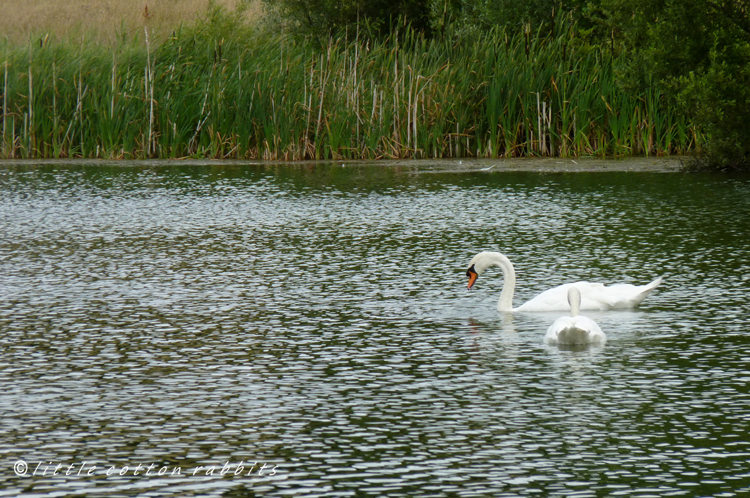 Swans