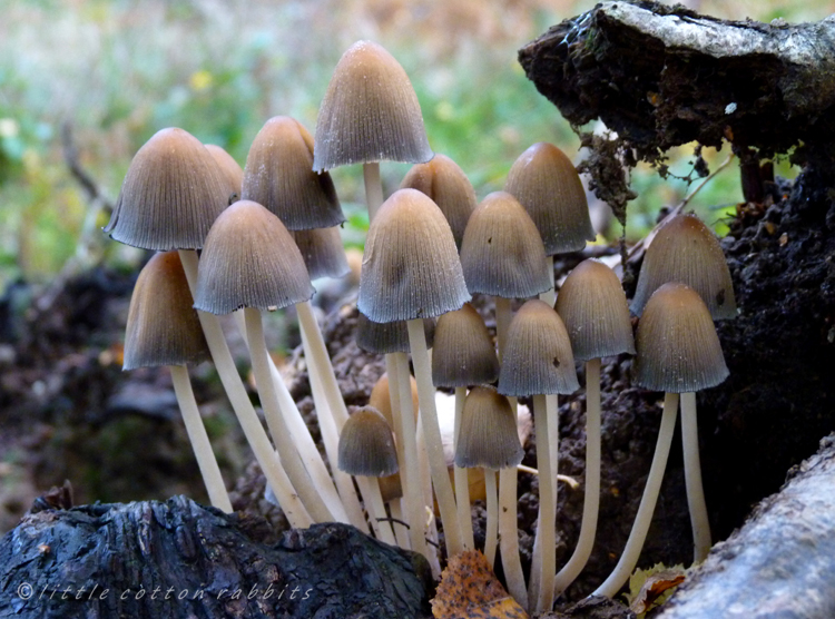 Fairytoadstools