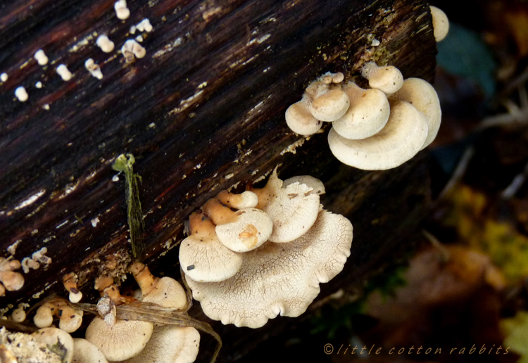 Fungi5