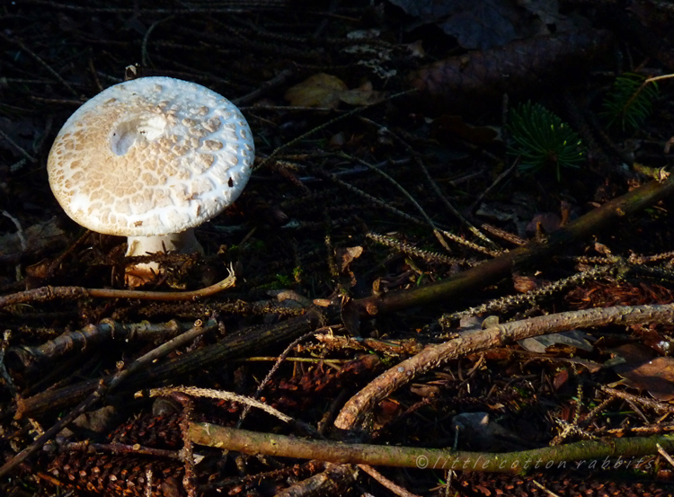 Toadstool