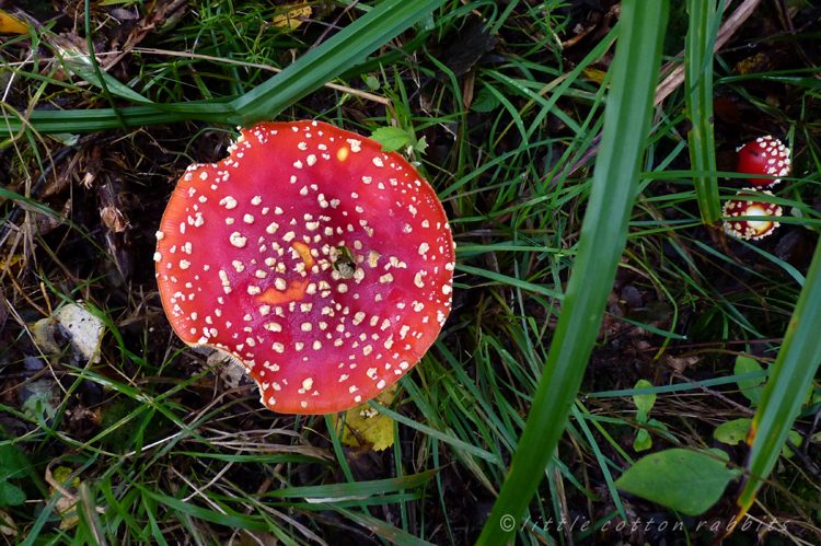 Fly agaric2