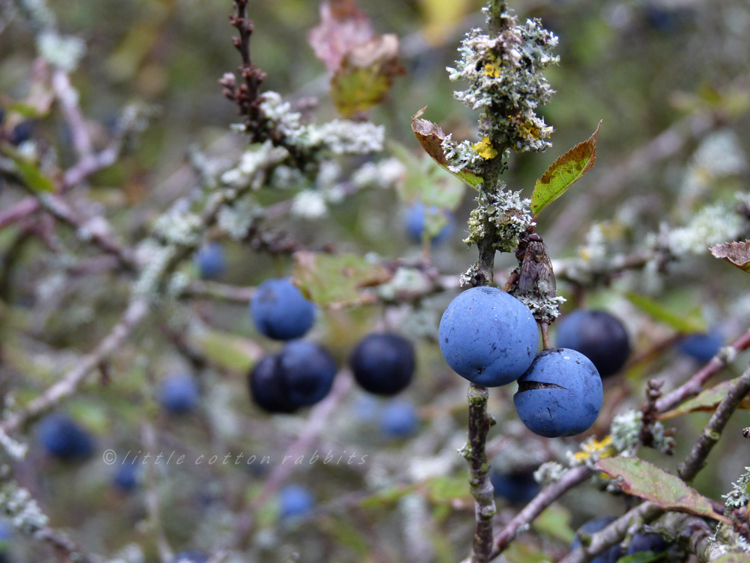 Sloes