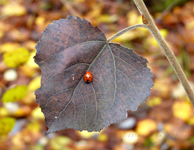 Ladybird (2)