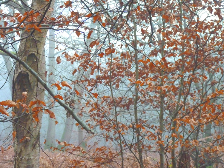 Beech leaves