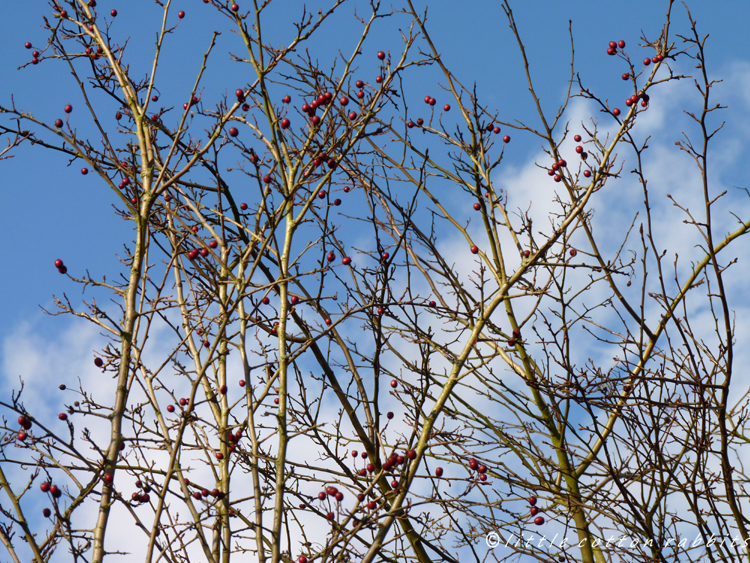 Hawthorn berries