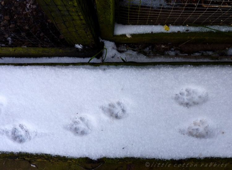 Foxyfootprints