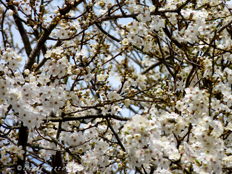 Plumtreeblossom