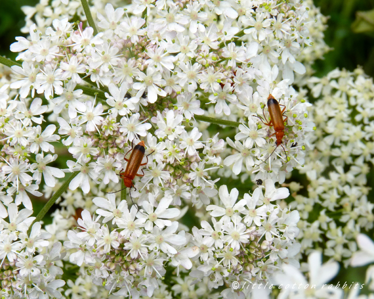 Common red soldier beetles