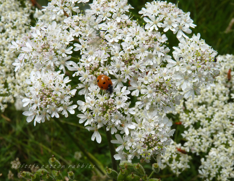 Ladybird