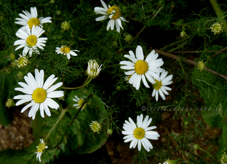 Daisies