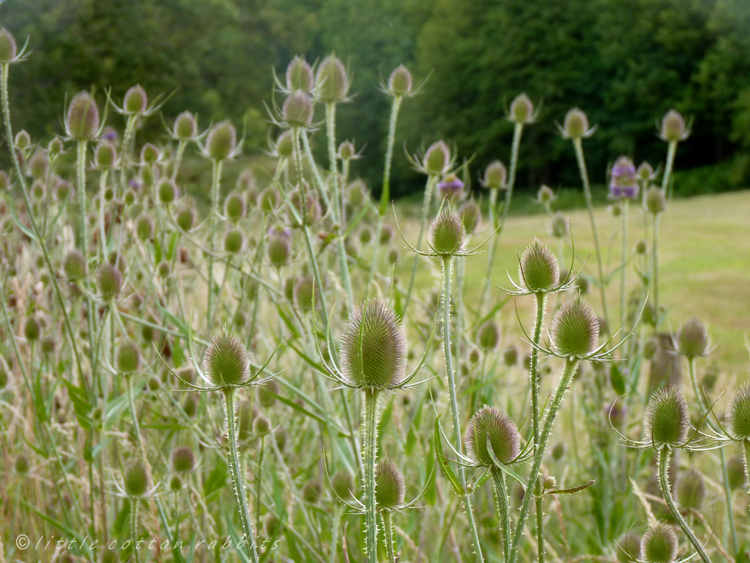 Teasel