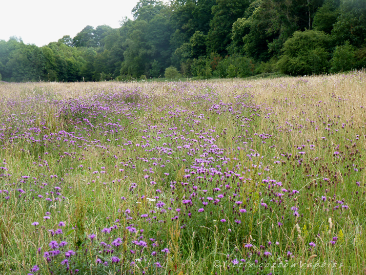 Wildflower meadow