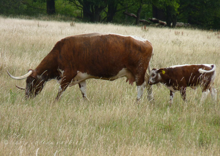 Cowandcalf