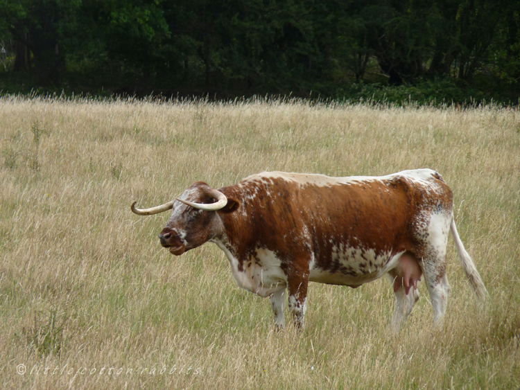 Longhorn cow