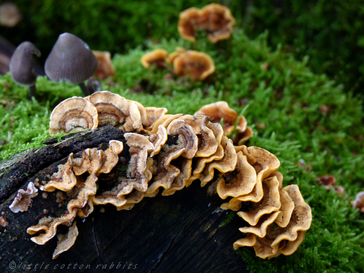 Fungi3