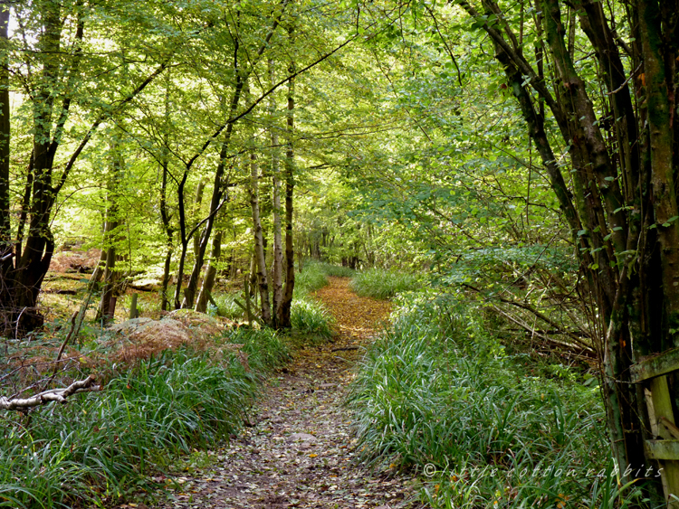 Woodlandpath