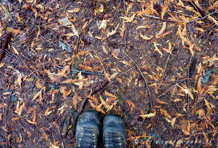 Underfoot under pines