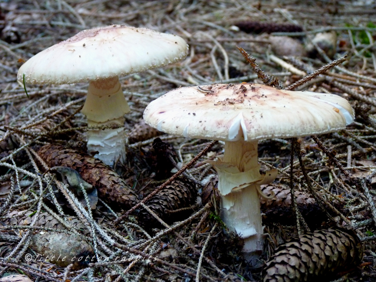 Toadstools