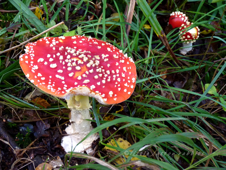 Flyagaric