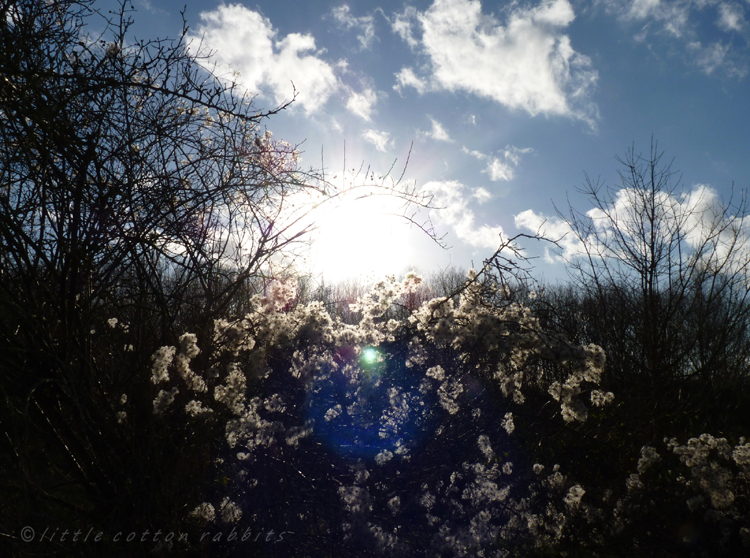 Sun through the hedge