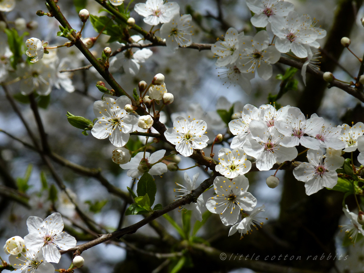 Blossom