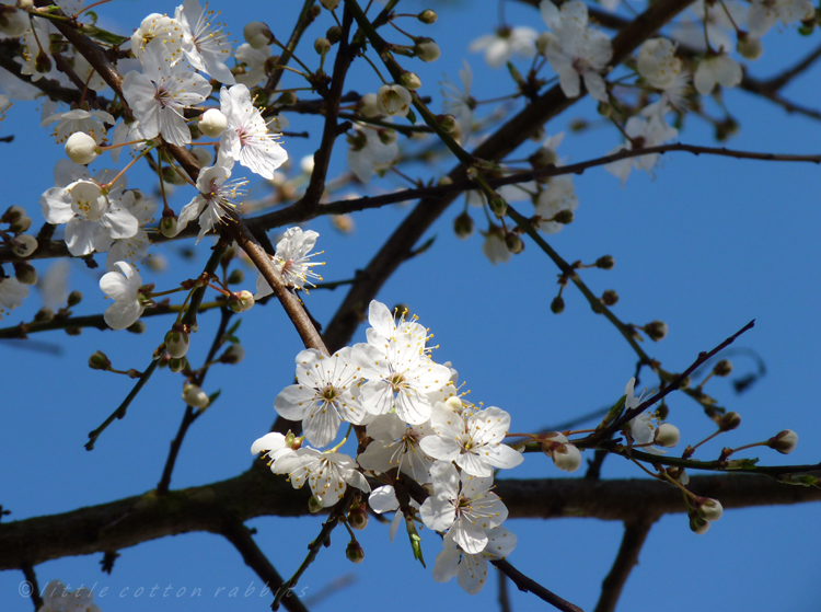 Sunny blossom