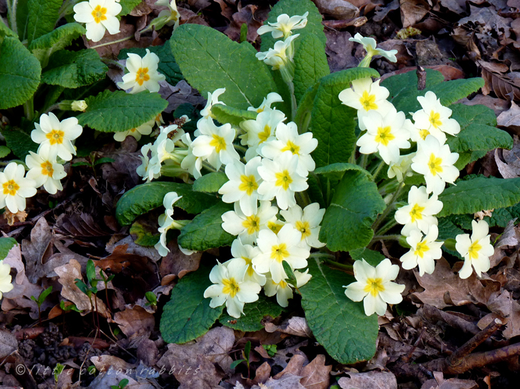 Primroses2