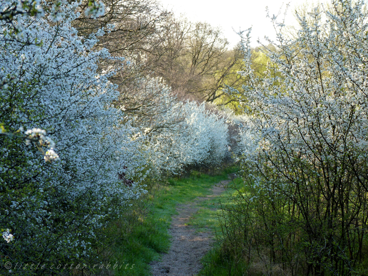 Flanked pathway