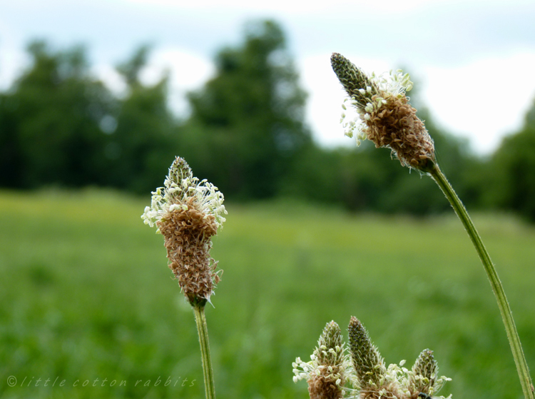 Grasses