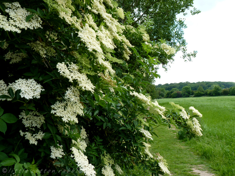 Elderflower