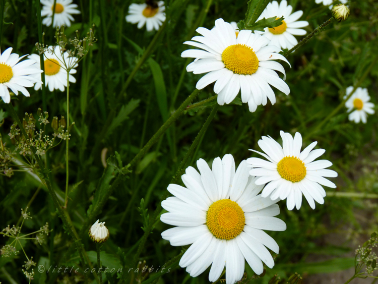 Daisies