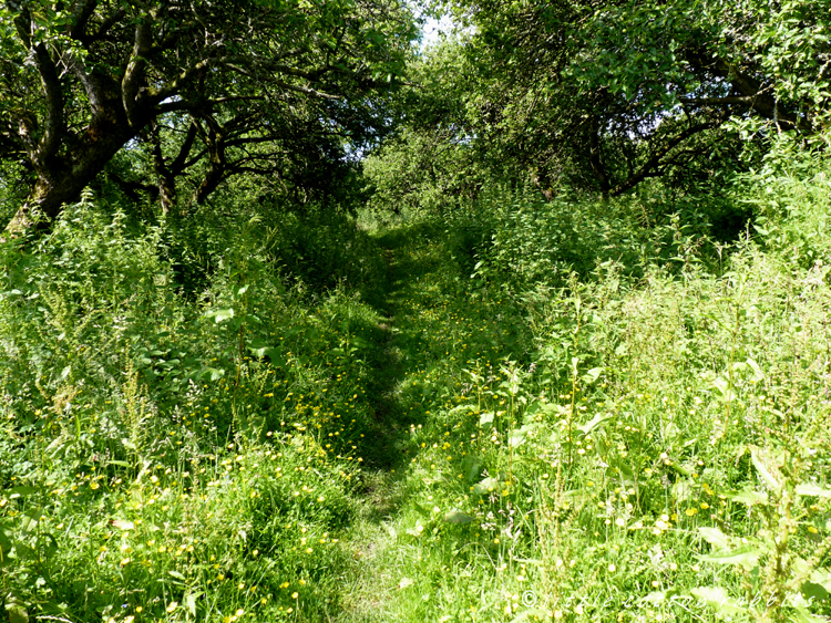 Overgrown path