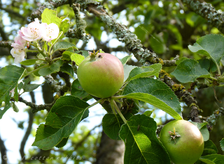 Budding apples