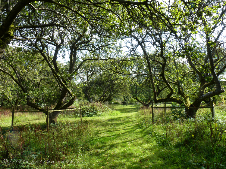 Through the orchard