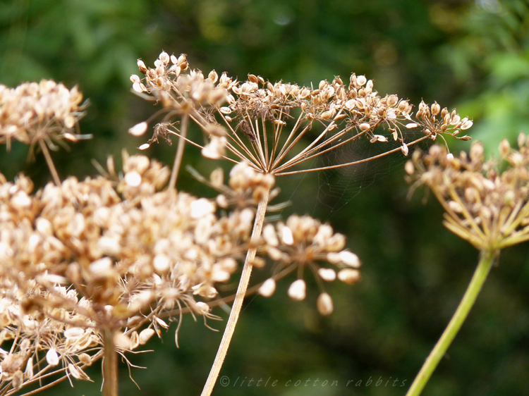 Seedheads