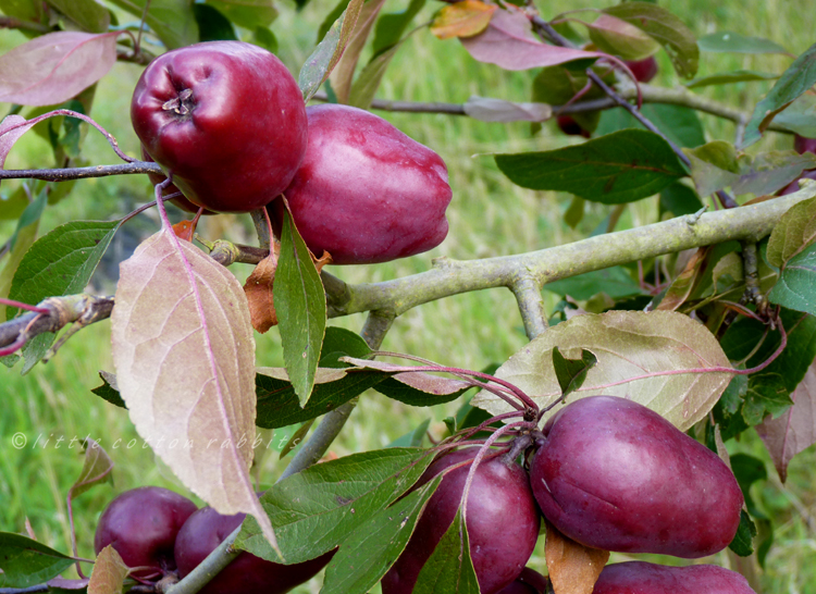 Burgundy red apples