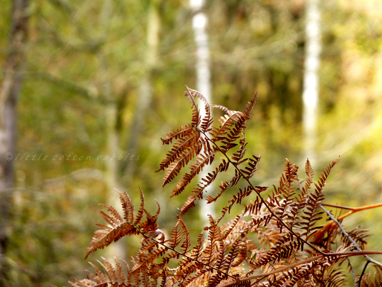 Ferns2