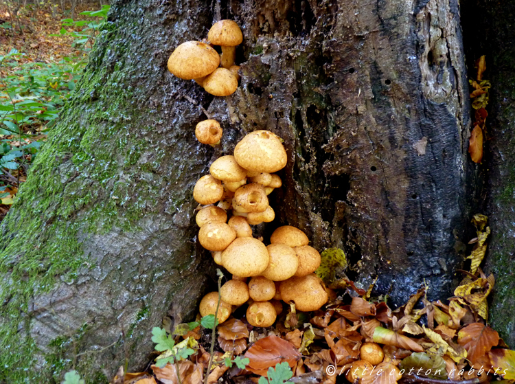 Trunk fungus