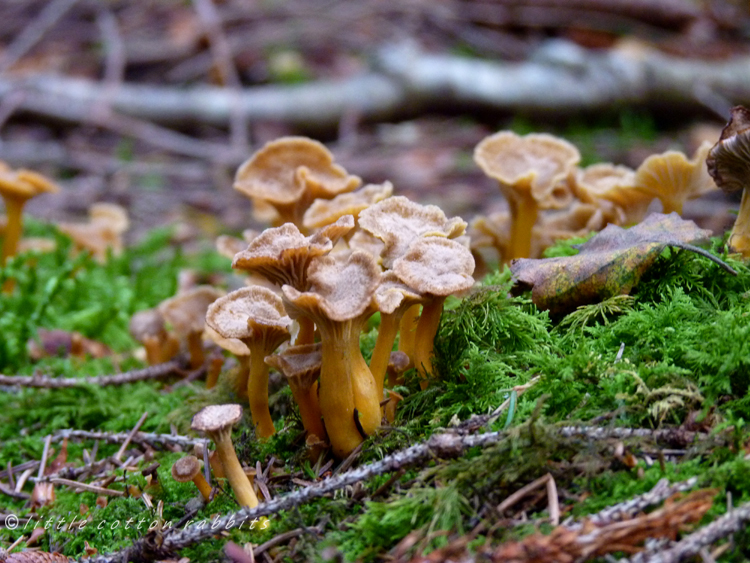 Toadstool patch