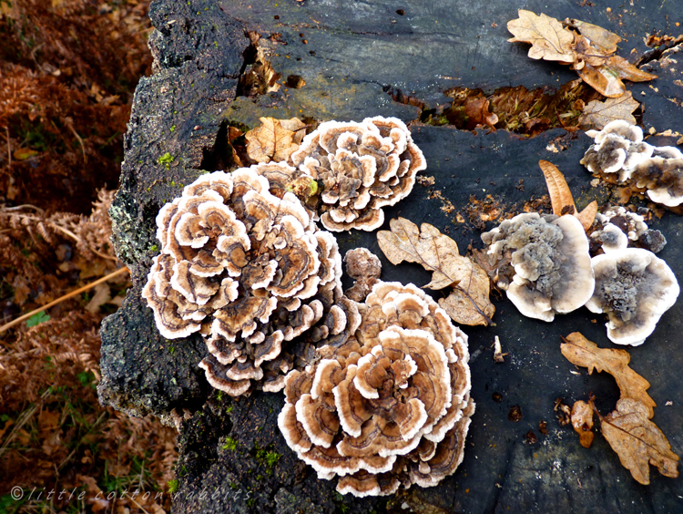 Stump fungus