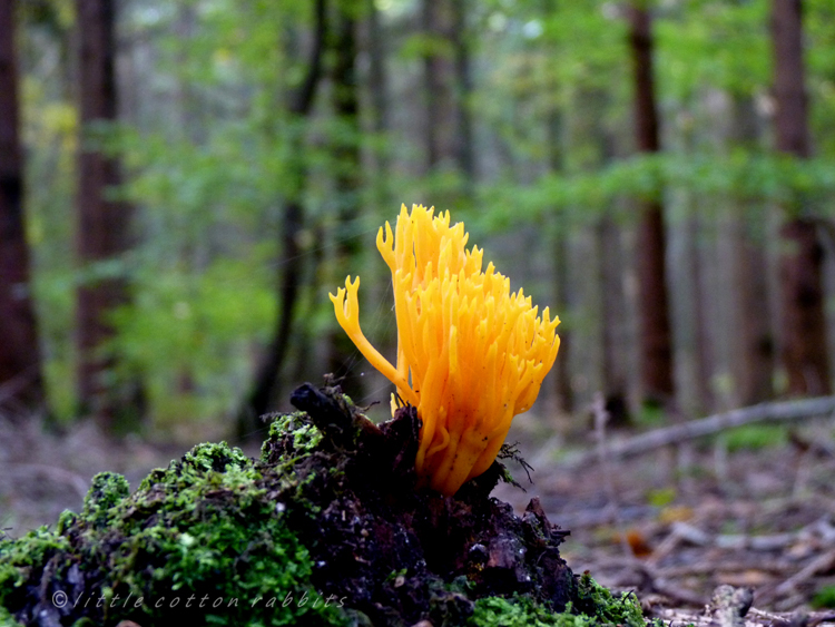 Staghorn fungi