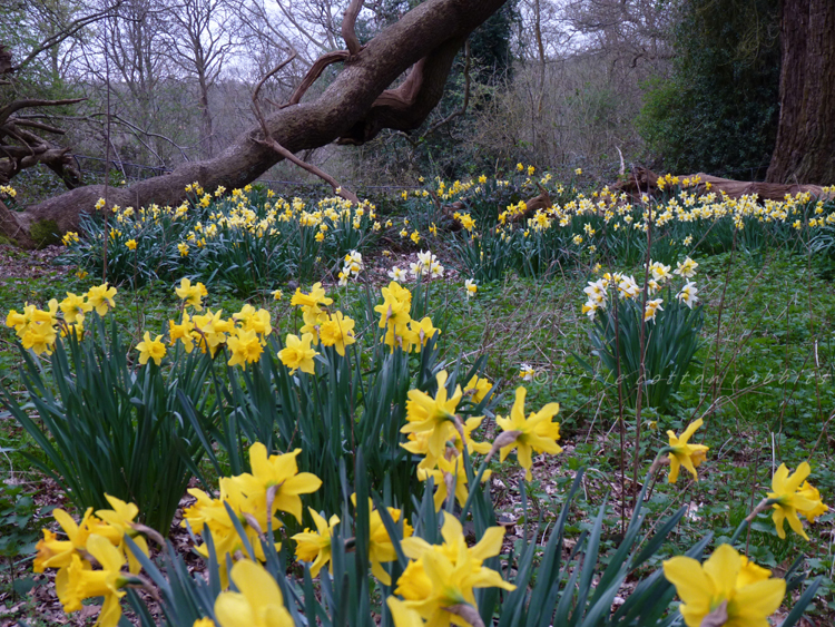 Daffs