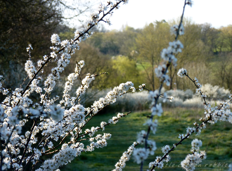 Blackthorn