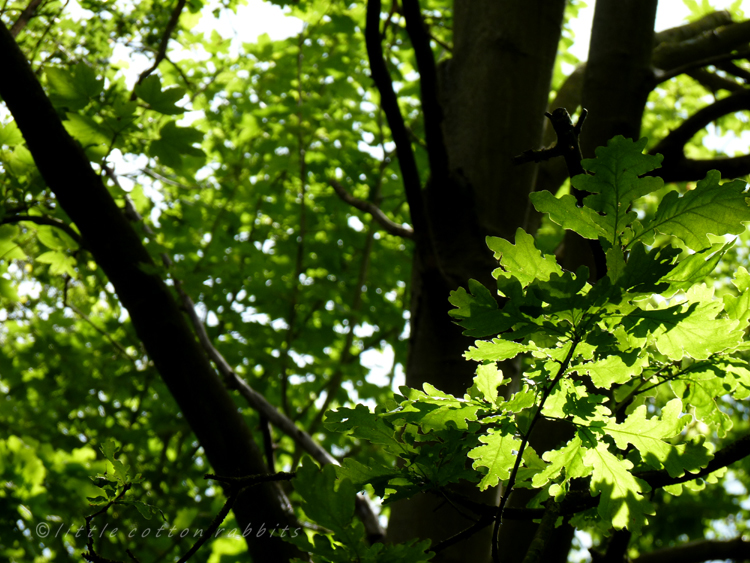 Sunlit oak