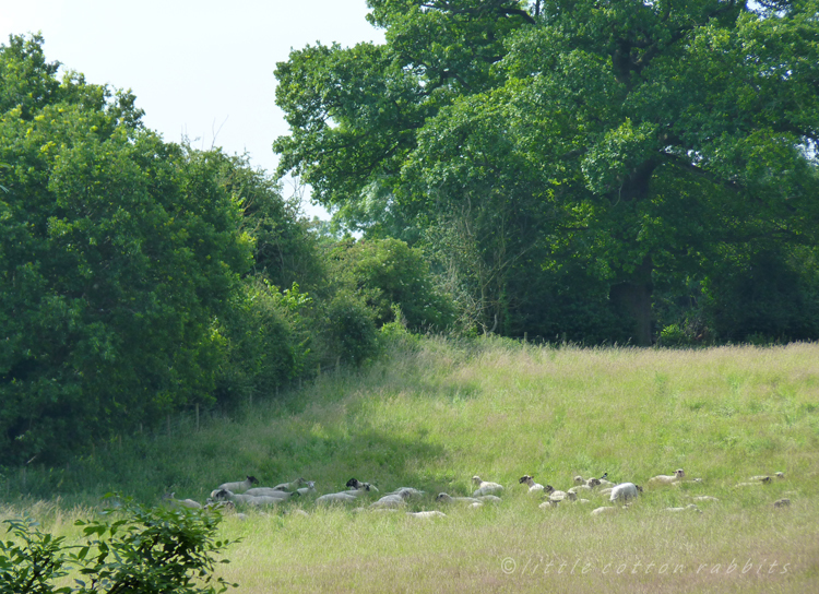 Resting sheep