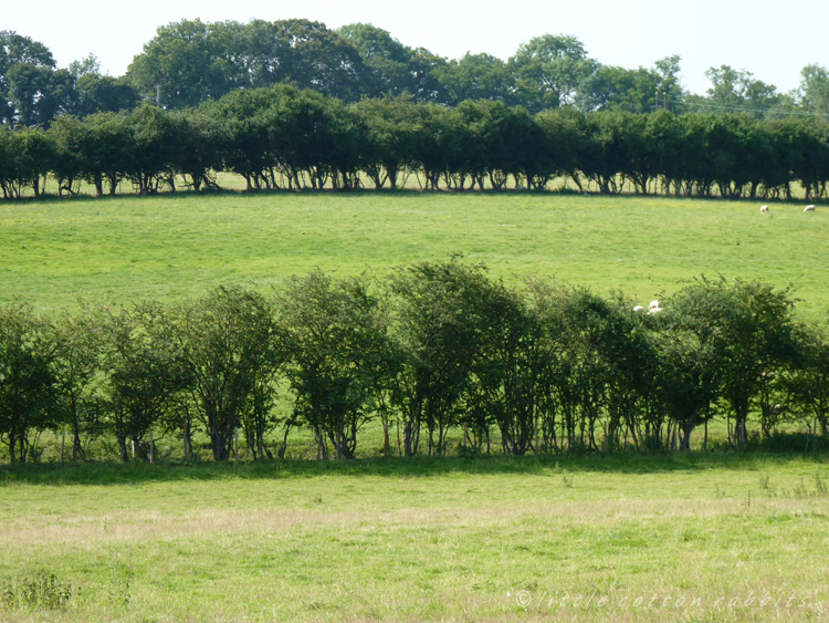 Hedgerows