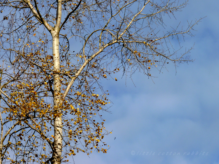 Silver birch