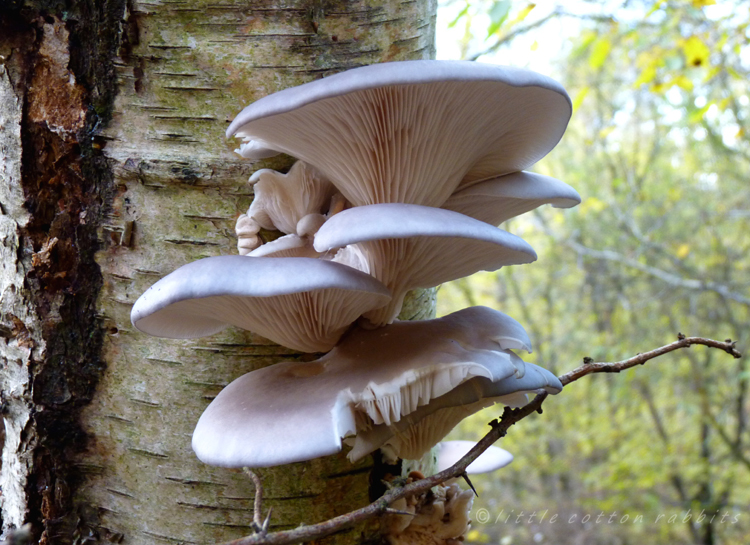 Birch fungus