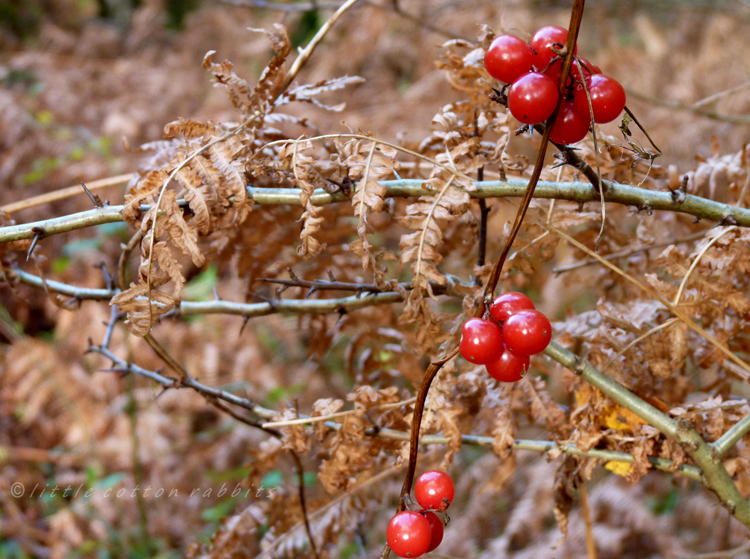 Berries