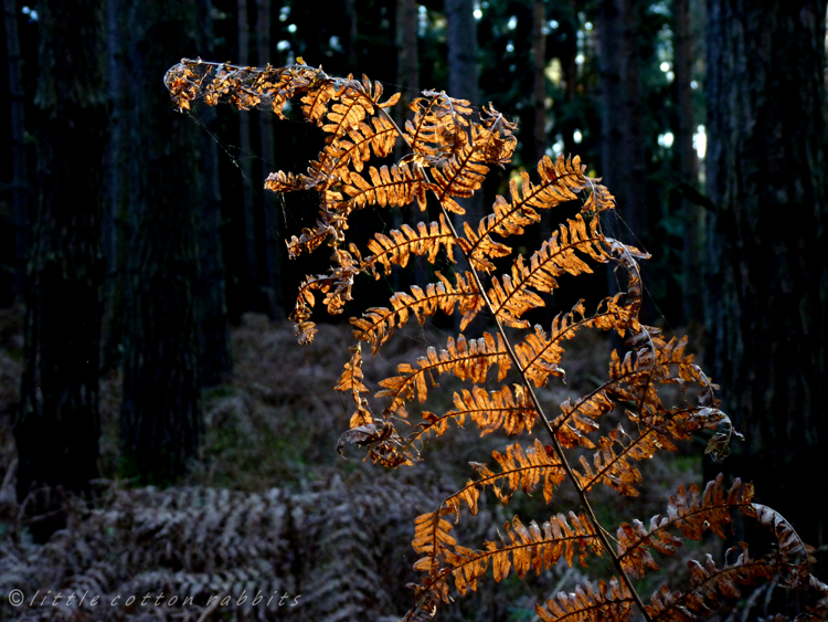 Golden fern